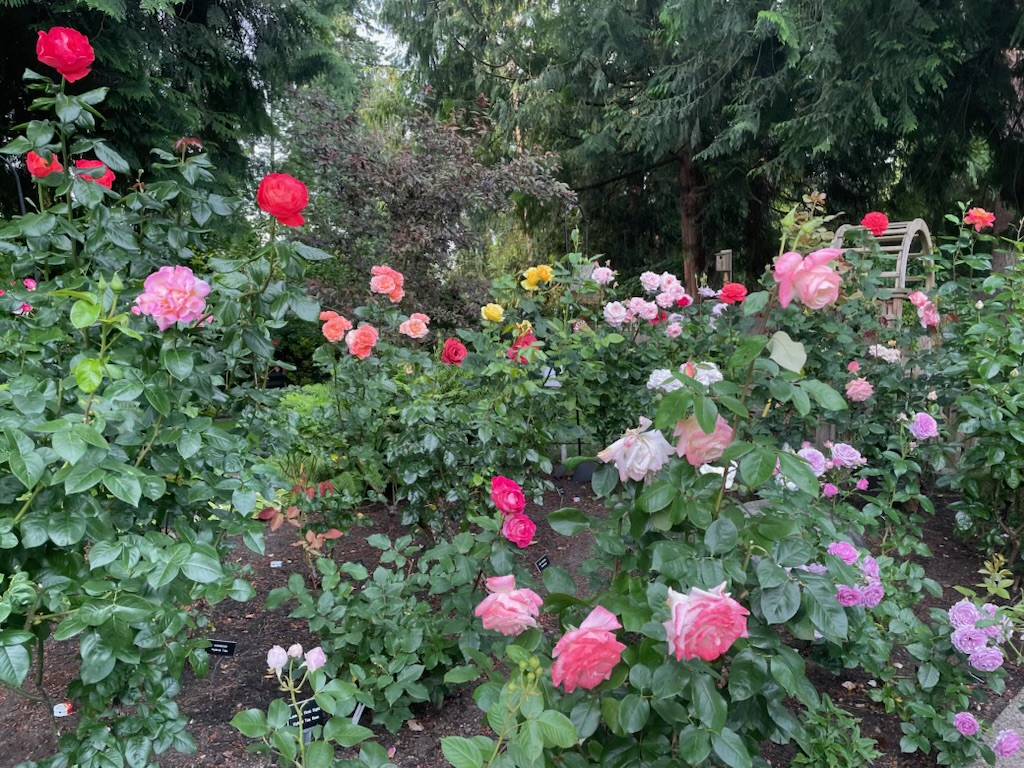 Dickman Garden Roses Roses Roses