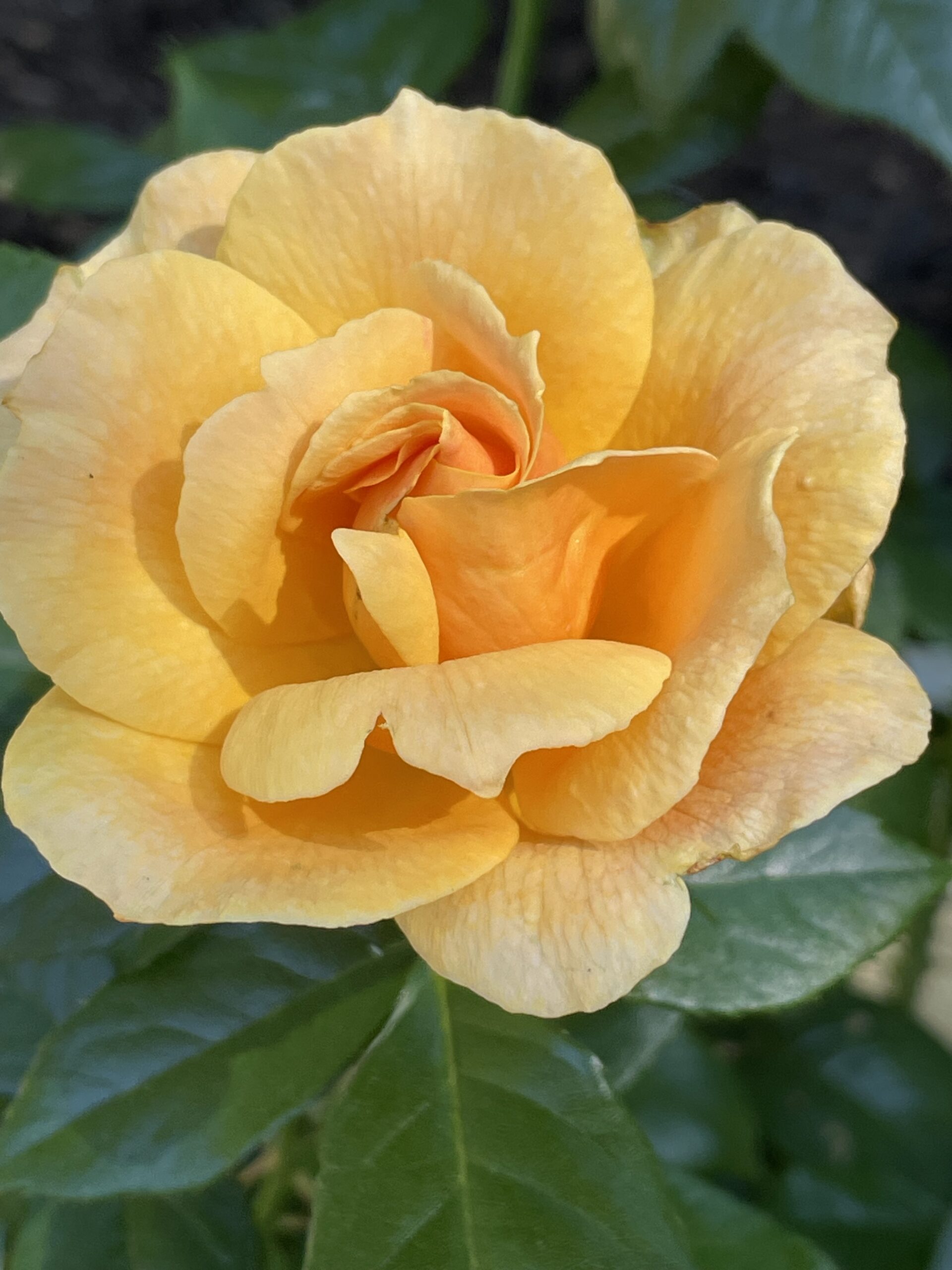 Dickman Garden yellow rose